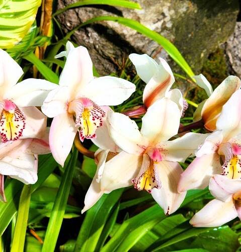  Cymbidium orchids prefer soil plantings, NYBG 'Florals in Fashion' (Carole Di Tosti)