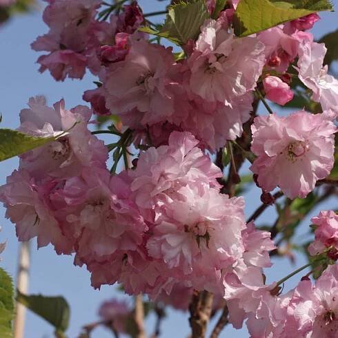 Sakura ozdobná Pink Perfection
