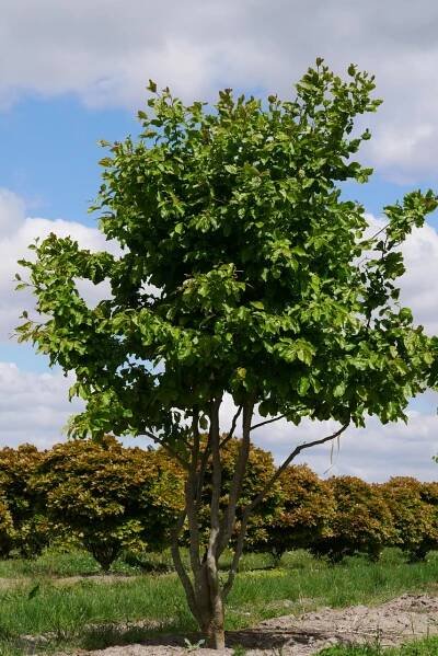 Parrotia persica | parocie perská - Van den Berk školky