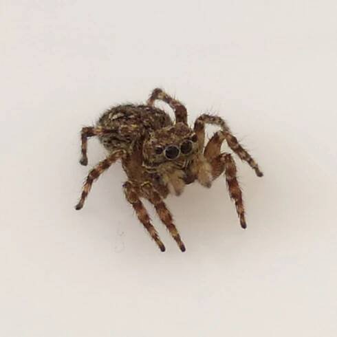 Soubor:Sitticus pubescens, front view.jpg – Wikipedie
