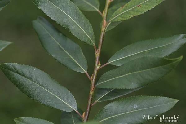 Vrba trojmužná (Salix triandra), listy
