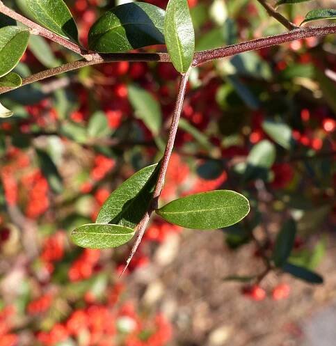 Pyracantha coccinea M.Roem. - Portale della Flora d'Italia / Portal to the Flora of Italy