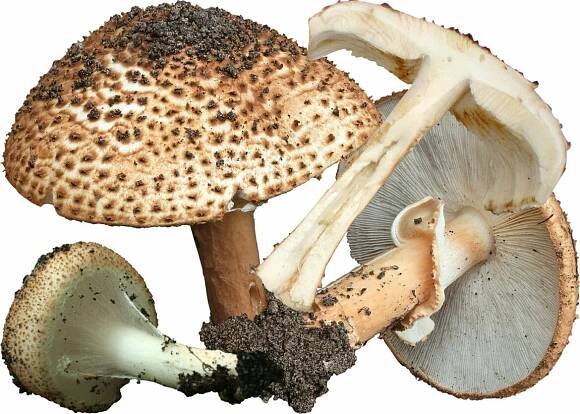 Lepiota roughata