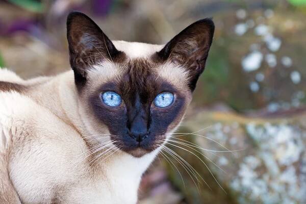 Tonkinese Cat Breed Information, Characteristics, Pictures & Health - Pets Tutorial
