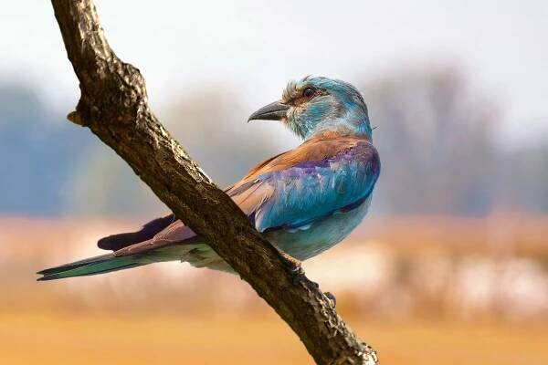 Mandelík hajní (Coracias garrulus)
