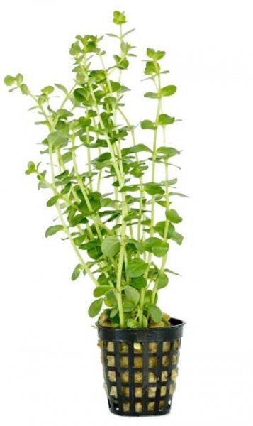 Rotala rotundifolia green - SLEVA
