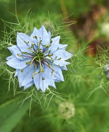 The Benefits of Black Cumin Seed Oil for Skin and Hair