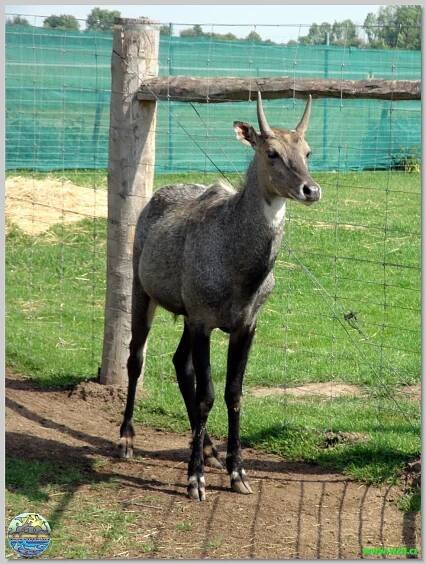 Zoopark Stěžery