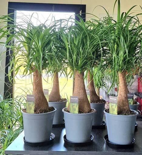 NOLINA SLONÍ STOPA Beaucarnea recurvata cca 70 cm Váha 0 g