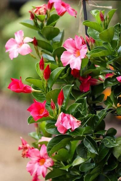 Dipladenia Mandevilla 