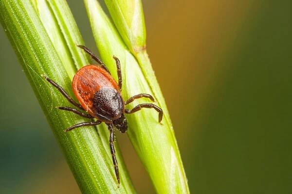 Lyme Disease Transmission and Tick Life Cycle
