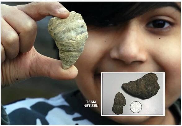 Budak Lelaki Menemui Fosil Karang Rugosa Berusia 488 Juta Tahun Berasal Dari Zaman Paleozoik