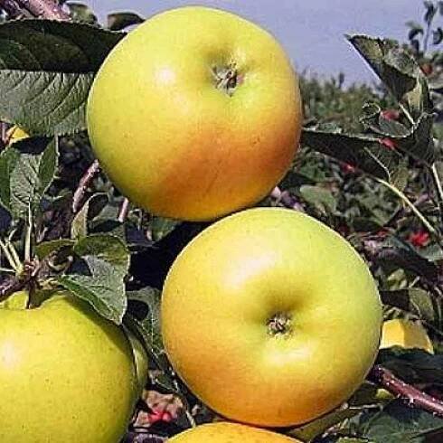 Jabloň 'Gold Bohemia' prostokořenné, zákrsek, zimní, CIZOSPRAŠNÁ | Viame.cz