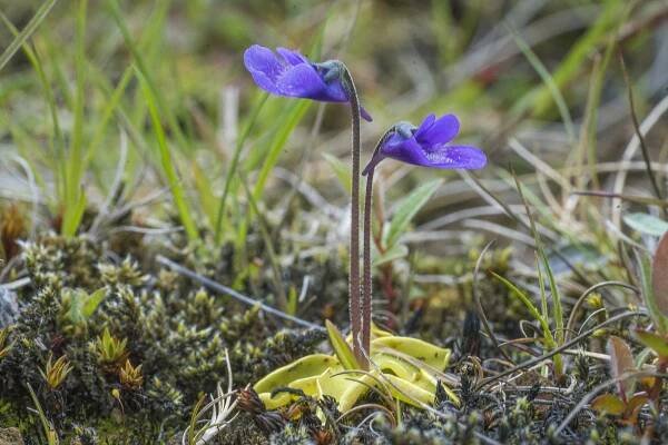 Soubor:Pinguicula vulgaris01(js).jpg – Wikipedie