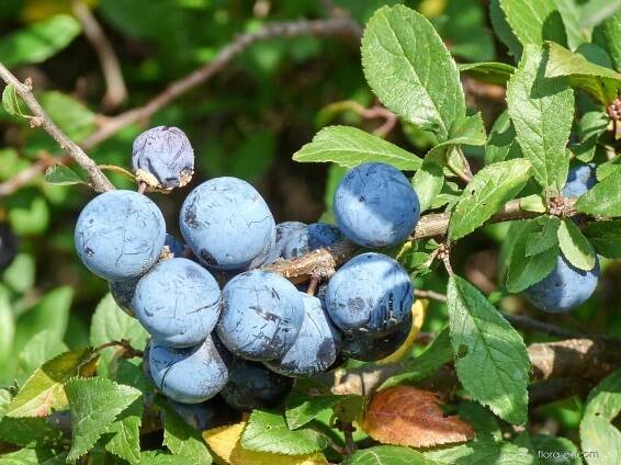 Trnka obecná (Prunus spinosa)