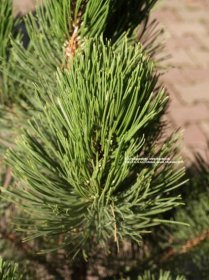 Borovica pancierová Satelit (Satelitt, Satelitte) | Pinus leucodermis (heldreichii) Satelit (Satelitt, Satelitte) - Záhradníctvo