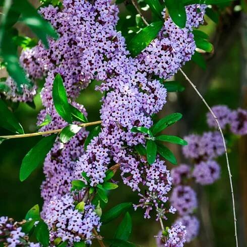 Buddleja alternifolia Unique