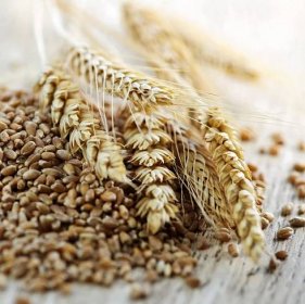 Celozrnné pšeničné jádra closeup — Stock obrázek