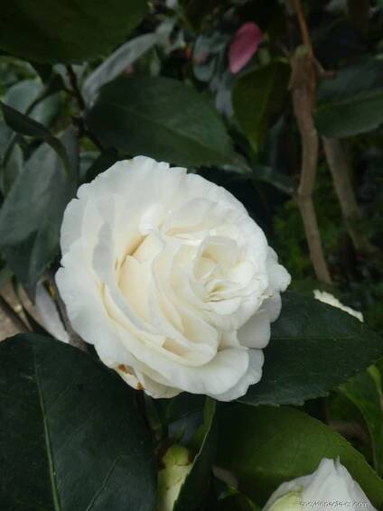 Kamélie japonská Joshua E Youtz (Camellia japonica)