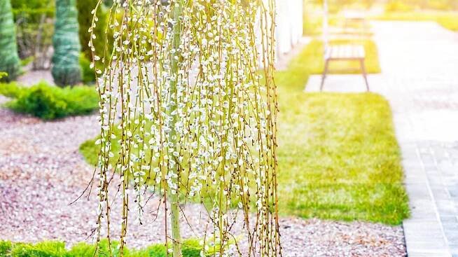 Hängeweide Salix caprea ‘Kilmarnock’ 