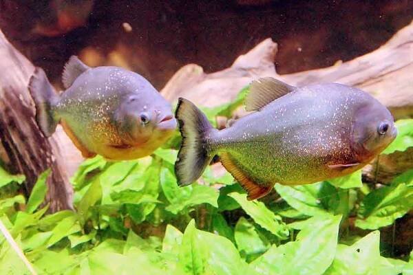 2 piranha swimming