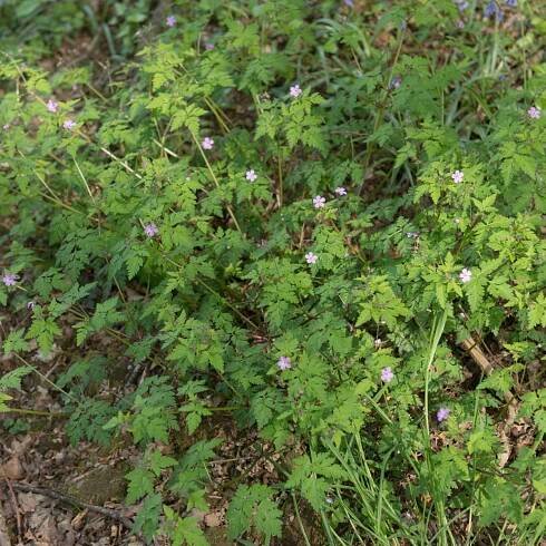Kakost smrdutý - Geranium robertianum - semena kakostu - 10 ks
