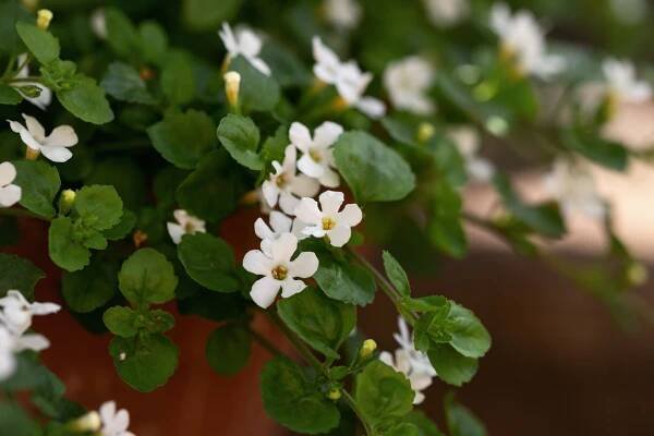 Waterhyssop, Bacopa monnieri květiny v letní zahradě stock fotka
