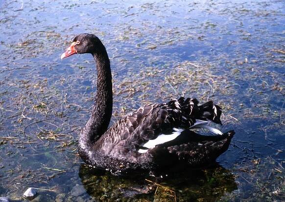 Cygnus atratus, Black swan, New Zealand