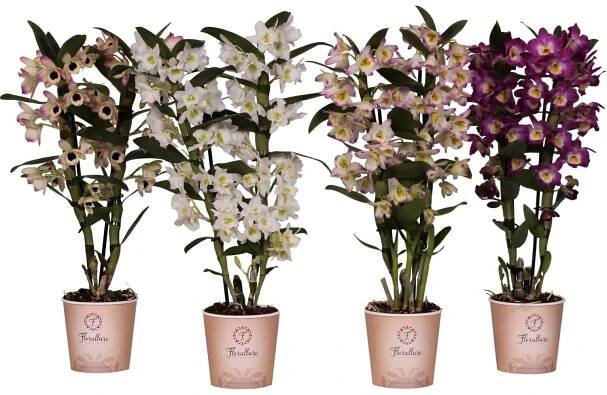 Bambus. orchidej Dendrobium Nobile, růz. barvy, výš. 55-65 cm, pr. 12 cm