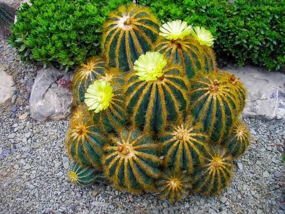 Parodia