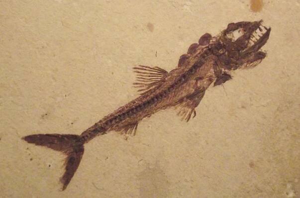 Eurypholis