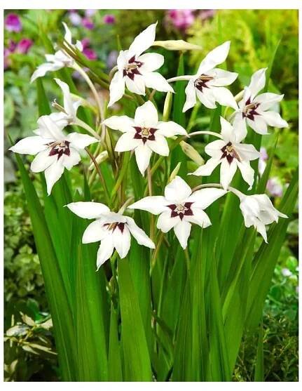 Acidanthera murialae