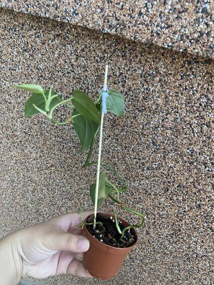 Philodendron scandens