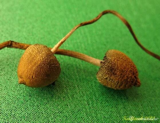 Lysohlávka kopinatá (Psilocybe semilanceata) - Atlas hub - naHoubach.cz