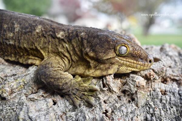 Rhacodactylus Leachianus