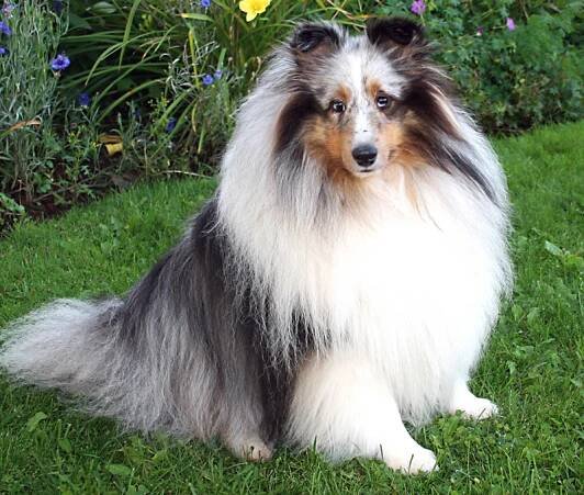 Sheltie