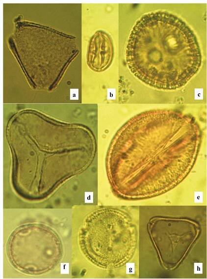Figure 7. Pollen and spores from Awerele core, Orile-Owu, southwest Nigeria. a. Paullinia pinnata (Sapindaceae). b. Salicaceae. c. Canthium sp (Rubiaceae). d. Elaeis guineensis (Arecaceae). e. Caesalpiniaceae. f. Celtis sp (Cannabaceae). g. Triplochiton scleroxylon (Malvaceae). h. Myrtaceae. Magnification x1000 (a-h). 