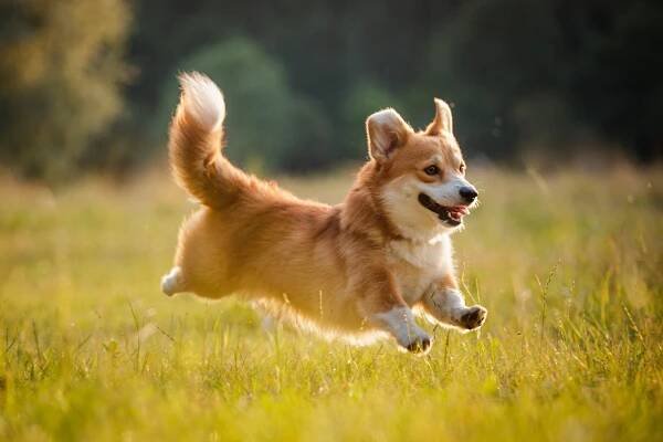 welsh_corgi_pembroke