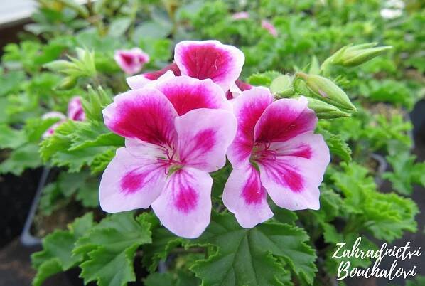 Muškát (pelargonie) - maceškovitý (drobnokvětý) – Zahradnictví Bouchalovi