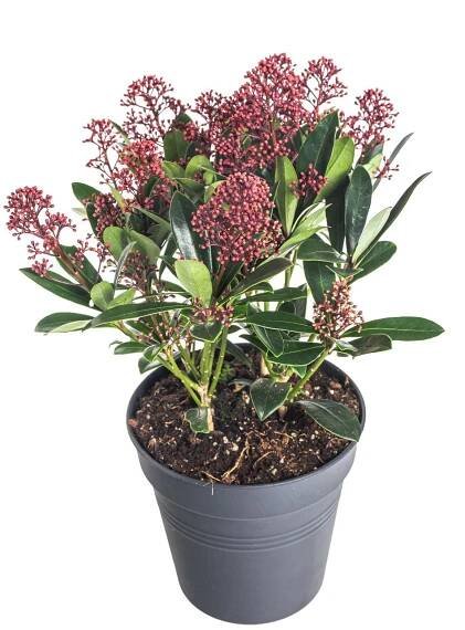Skimie japonská Rubella, Skimmia japonica, červená, průměr květináče 15 cm | ZAZUMi.cz