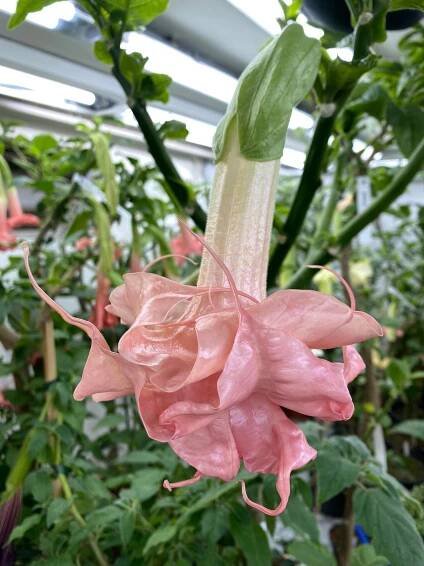 DANCING QUEEN | Brugmansia