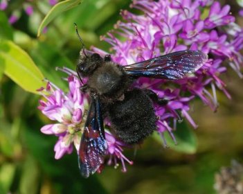 Hmyzem roku 2024 jsou samotářské včely, které jsou upozaděné včelou medonosnou