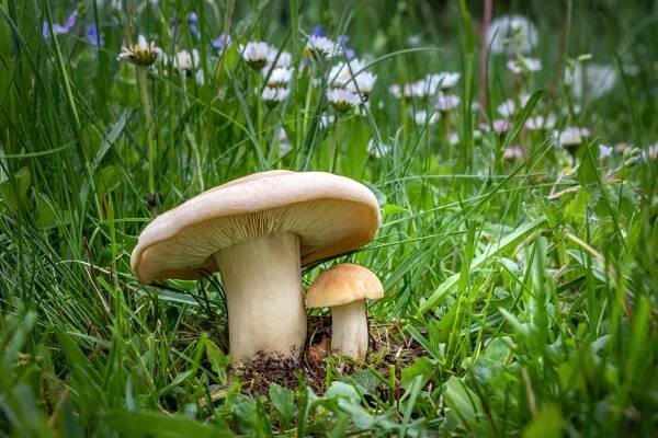 Čirůvka májovka (Calocybe bambosa)
