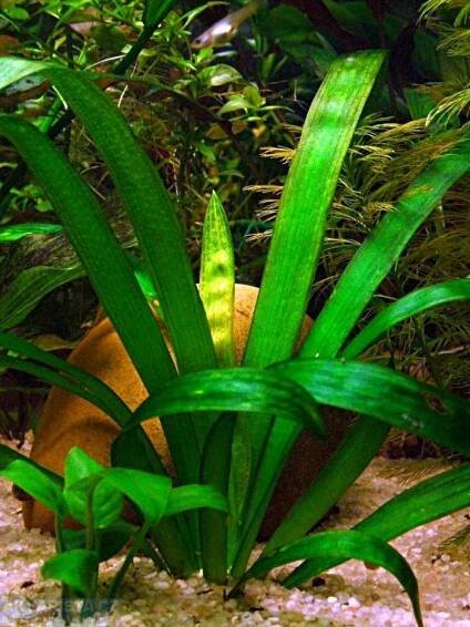 Sagittaria platyphylla - AKVARISTA.cz