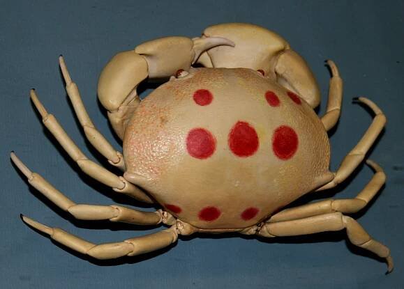 Carpilioidea