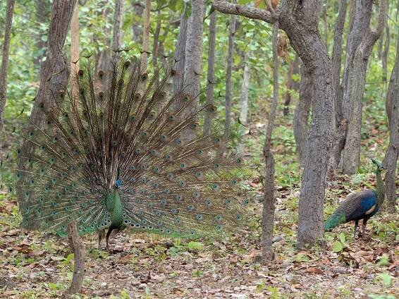 Male display - ML219461971