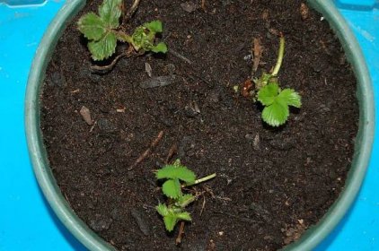 Pěstování převislých jahod na balkoně: testujeme odrůdu 'Maranell' – Abecedazahrady.cz