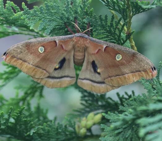 Curly Shirt Habitat, Wheaton, IL, US