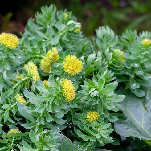 The Herbal Womb Wisdom Podcast 