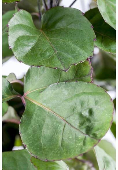 Stínovka (Polyscias scutellaria) "Fabian", výška cca 85-95 cm, pr. kv. cca 21 cm